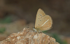 Polyommatus ripartii