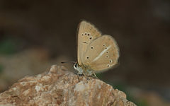 Polyommatus ripartii
