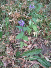 Campanula rapunculoides