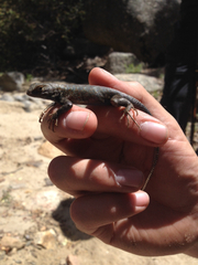 Sceloporus graciosus vandenburgianus
