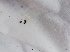 Speudotettix subfusculus