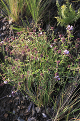 Ziziphora clinopodioides