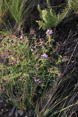 Ziziphora clinopodioides