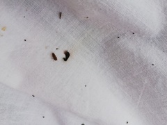 Speudotettix subfusculus