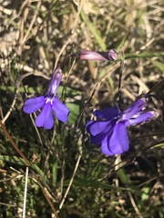 Lobelia tomentosa