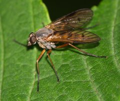Rhagio vitripennis