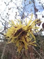 Hamamelis vernalis