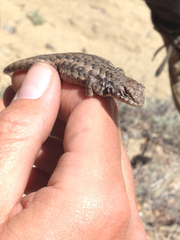 Sceloporus graciosus vandenburgianus