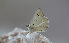 Polyommatus ripartii