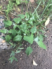 Chenopodium album