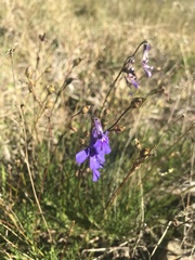 Lobelia tomentosa
