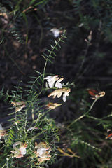 Vicia costata