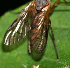 Rhagio vitripennis