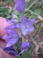 Campanula rapunculoides