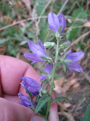 Campanula rapunculoides