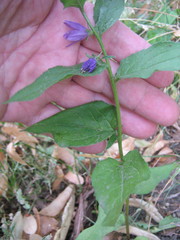 Campanula rapunculoides