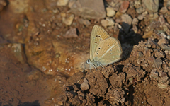 Polyommatus ripartii