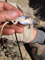 Sceloporus graciosus vandenburgianus