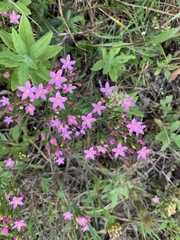 Centaurium erythraea