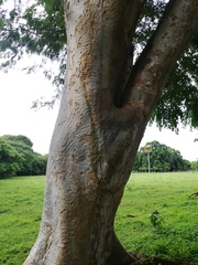 Albizia niopoides