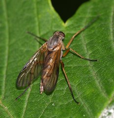 Rhagio vitripennis