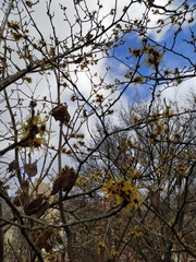 Hamamelis vernalis