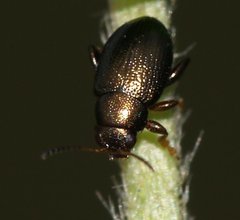 Chaetocnema hortensis