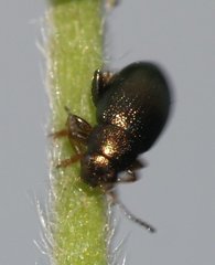 Chaetocnema hortensis