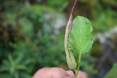 Sauromatum diversifolium