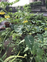 Physalis philadelphica