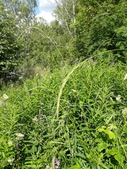 Elymus caninus