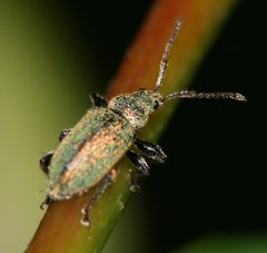 Phyllobius betulinus