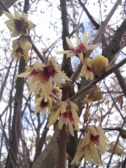 Chimonanthus praecox