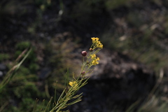 Sisymbrium polymorphum