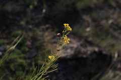 Sisymbrium polymorphum