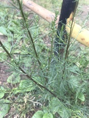 Artemisia campestris
