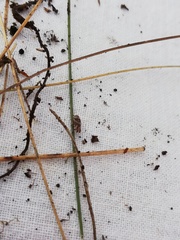 Ulopa reticulata