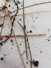 Ulopa reticulata