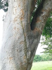 Albizia niopoides