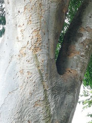 Albizia niopoides