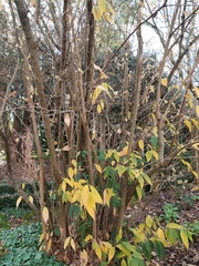 Chimonanthus praecox