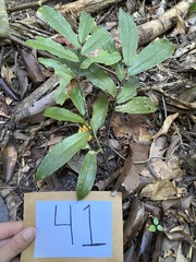 Polyalthia xanthocarpa