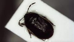 Canthophorus maculipes