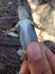 Sceloporus graciosus vandenburgianus