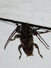 Aegomorphus