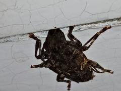 Aegomorphus