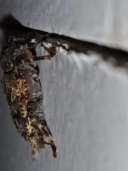 Aegomorphus