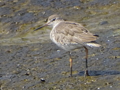 Tringa totanus