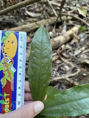 Polyalthia xanthocarpa