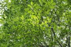 Styrax japonicus